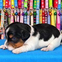Angus 2800 - Piebald male Dachshund puppy in Hendersonville, North Carolina from Snarky Doxy Miniature Dachshunds