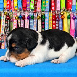 Angus 2800 - Piebald male Dachshund puppy in Hendersonville, North Carolina from Snarky Doxy Miniature Dachshunds
