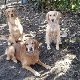 Golden Retrievers from Roberta's Goldens
