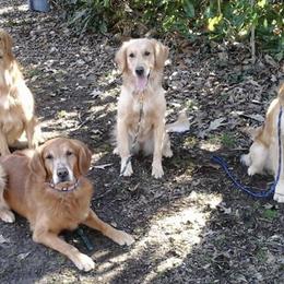 Golden Retrievers from Roberta's Goldens