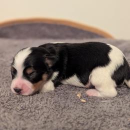 Boy 2 - White black and tan male Papillon puppy in Joshua, Texas from Summertime Kennels