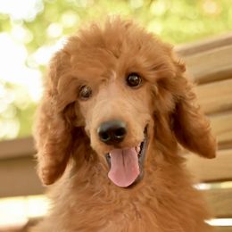 Lord Tennyson - Poodle puppy from Above Standard Poodles