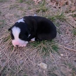 Diego - Black & white male Miniature Australian Shepherd puppy in Leonard, Texas from Tin Roof Aussies