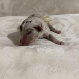 Boy 3 - male Australian Shepherd puppy in Dundee, Ohio from Aussies Of Circle H