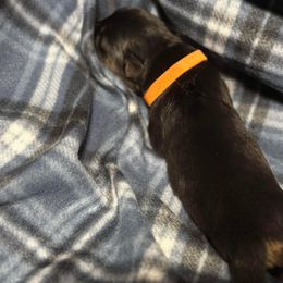 German Shepherd Puppies from Von Freimeier Kennels