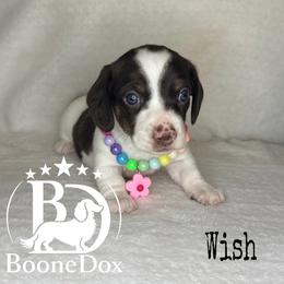 Wish - Chocolate and cream female Dachshund puppy in Lexington, Oklahoma from BooneDox Miniature Dachshunds