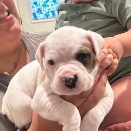 Boy 6 - light blue 'biggest boy' - White male Boxer puppy in Nashville, Tennessee from Best Friends over 20+ years experience