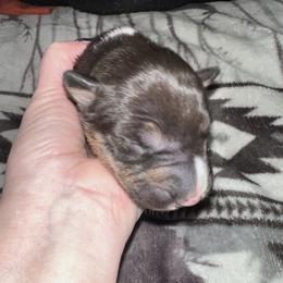Timber - Black tan and white male Bull Terrier puppy in Springfield, Ohio from Lynn Hill Bull Terriers