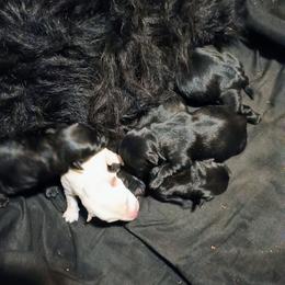 Elle for  Martha - Wheaten female Scottish Terrier puppy in Smiths Grove, Kentucky from Moore's We Little Farm AKC Scotties