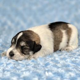 Patch - Parti male Miniature Schnauzer puppy in Ely, Nevada from Great Basin Miniature Schnauzers