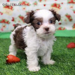 Ferrero - Brown male Mi-Ki puppy in Elizabeth, Colorado from Royal T Mi-Kis