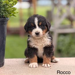 Male 1 - Tri-color male Bernese Mountain Dog puppy in New Haven, Indiana from Maumee Berners