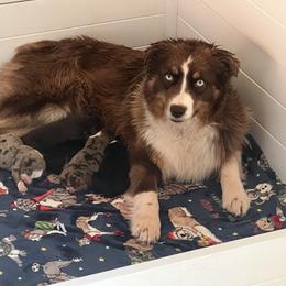 Australian Shepherd puppies from Spectacular Aussies and Cavaliers