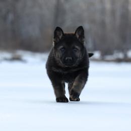 Salem - Sable female German Shepherd puppy in Augusta, West Virginia from Vom Haus Highlands