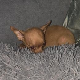Mrs Grey charting under 3 lb 3500 - Fawn female Chihuahua puppy in Las Vegas, Nevada from Quality Poms Chihuahua Yorkies of Las vegas
