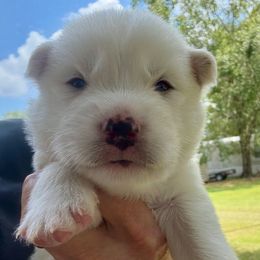 Snow - White female Siberian Husky puppy in Walker, Louisiana from TRUHUSKY SIBERIANS