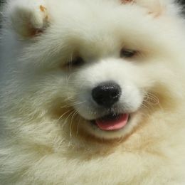Golden Retrievers and Samoyeds from Snowshoe Samoyeds & Impact Golden Retrievers