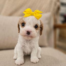 Sweet Pea - Blenheim female Cavapoo puppy in Fordland, Missouri from K&K's Puppy Kingdom