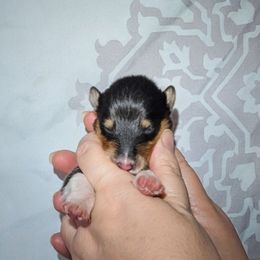 Shasta - Black white and tan male Collie puppy in Dickson, Tennessee from Ceilidh Collies