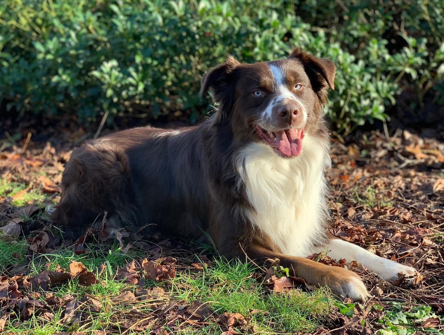 Sayre best sale australian shepherds