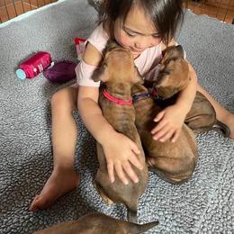 Rhodesian Ridgeback Puppies from Allegro Rhodesian Ridgebacks
