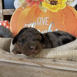 Frankie - Blue merle male Bordoodle puppy in Canfield, Ohio from Poo's Doo's & Inu's