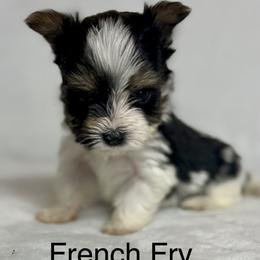 French Fry - Black tan and white male Biewer Terrier puppy in Cartersville, Georgia from Alpha Tiny Paws