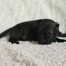 Yellow Boy - sable coat - Black male German Shepherd puppy in Elijay, Georgia from Mission K9