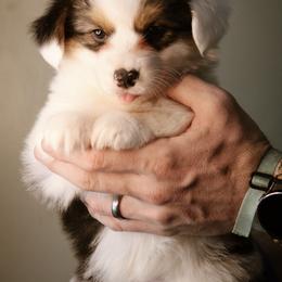 Elizabeth - Black and tan female Pembroke Welsh Corgi puppy in South Otselic, New York from Ridge Top Corgis