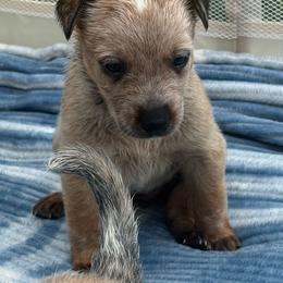 Rosita - Red mottled female Australian Cattle Dog puppy in Seneca, Missouri from MO Morningstar Heelers