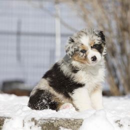 Australian Shepherd Puppies from Out West Aussies