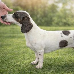 Blake - Dapple male Dachshund puppy in Madison, Wisconsin from SK Miniature   Dachshunds