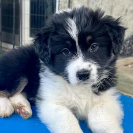 Shane - Black tri-color male Australian Shepherd puppy in Putnam County, New York from Highland Haven Australian Shepherds