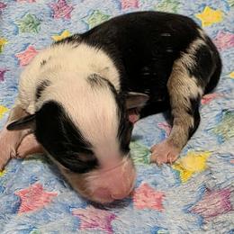 Boy 3 - male Miniature Australian Shepherd puppy in Spirit Lake, Idaho from Gemstone Ridge Mini Aussies