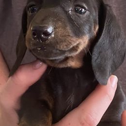 Lena - Black and tan female Dachshund puppy in Pennsville, New Jersey from Bay Acres Dachshunds