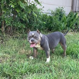 Cleo - American Bully