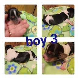 Boy 3 - Basset Hound puppy in Iowa from J&J Beautiful Basset Hounds