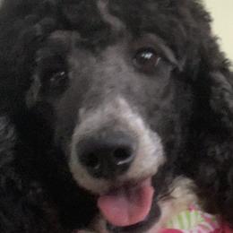 Claudette - Poodle
