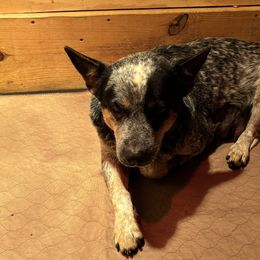 Beans - Australian Cattle Dog