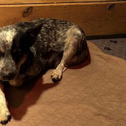 Beans - Australian Cattle Dog