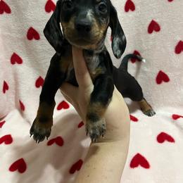 Lenard - Dapple male Dachshund puppy in Springfield, Tennessee from Savannah’s Doxie Palace