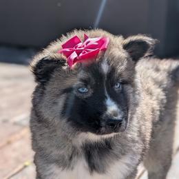 Cady - Agouti and white Siberian Husky puppy in Coshocton, Ohio from Wyant Farms