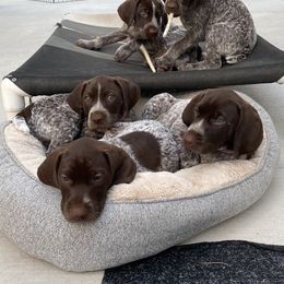 German Shorthaired Pointer Puppies from Brija German Shorthaired Pointers