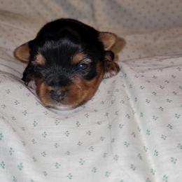 Boy 1 - Black and tan male Yorkshire Terrier puppy in Pineville, Kentucky from Yorkies of Pineville