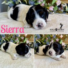 Sierra - AKC - Silky - Black and tan female Dachshund puppy in Kemp, Texas from Koli Acres
