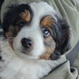 PINK - Black Miniature Australian Shepherd puppy in Omak, Washington from Willow Flats Kennels