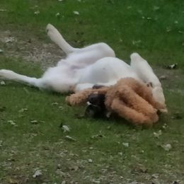 Anatolian Shepherd Dog All Grown Up from Lambkin Lane Farm