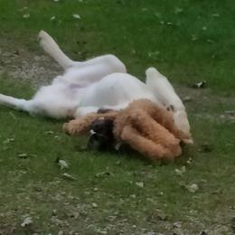 Anatolian Shepherd Dog All Grown Up from Lambkin Lane Farm