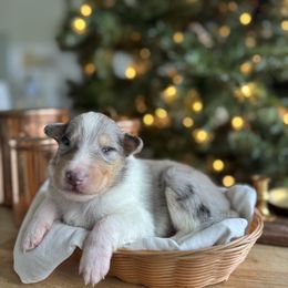 Balsam - Black white and tan male Collie puppy in Underwood, Indiana from Third Gen Collies