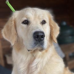 Feather - Golden Retriever